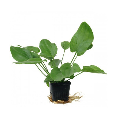 Эхинодорус Крупнолистный, в горшке